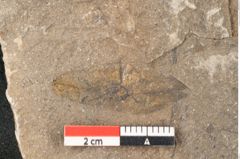 Foto (Detailansicht) von Jordania moravica Helmh. (NHMW-GEO-2024-0188-11138)